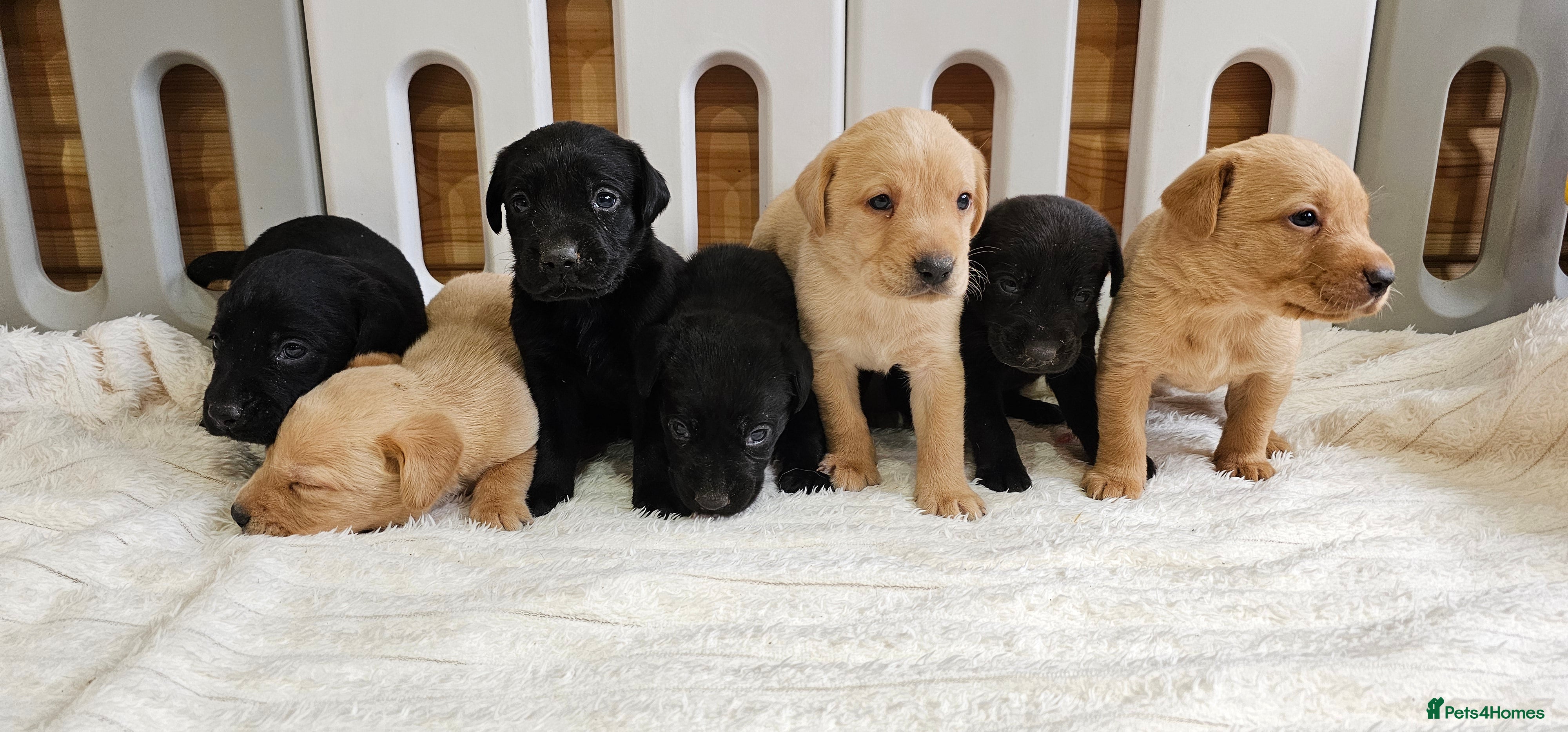 Labrador Retriever dogs 7 BEAUTIFUL KCREG LABRADORS. HEALTH TESTED PARENTS - Advert 1
