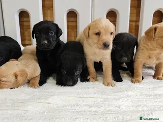 Labrador Retriever dogs 7 BEAUTIFUL KCREG LABRADORS. HEALTH TESTED PARENTS - Advert 1