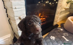 Cockapoo dogs for sale: Cockapoos ready 22.11 1 boy and 2 girls left💙🩷🩷 - Advert 12