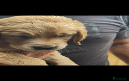 Golden Retriever dogs for sale: KC reg fox Red golden retrievers  - Image 4