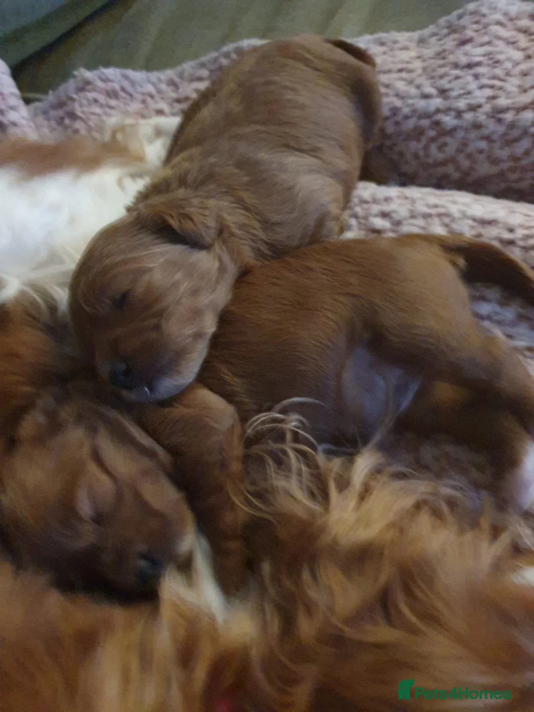 Cavapoo dogs for sale: cavapoos in Pershore - Advert 10