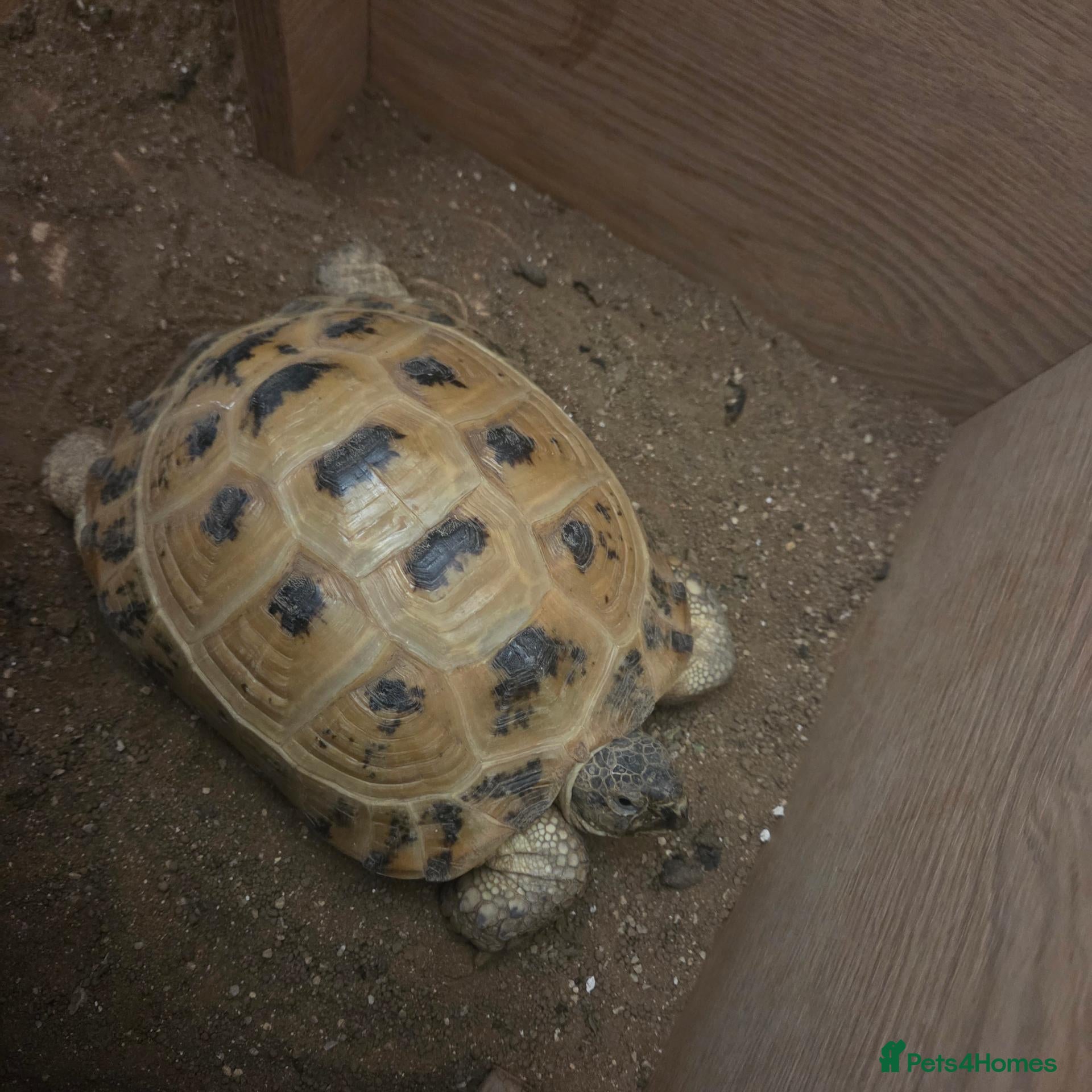 Tortoise reptiles Hermann tortoise - Advert 2