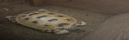 Tortoise reptiles for sale: Hermann tortoise in Cambridge - Advert 1
