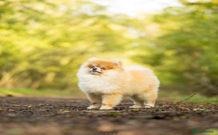 Pomeranian dogs - Advert 1