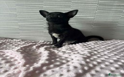 Chihuahua dogs for sale: Chihuahua female - Image 2