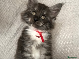 Maine Coon cats - Advert 27