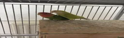 Lovebirds birds for sale: Pair of lovebirds for sale - Advert 5