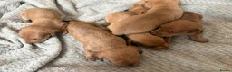 Miniature Dachshund dogs for sale: Kc registered mini dachshunds puppies 🐶  - Advert 11