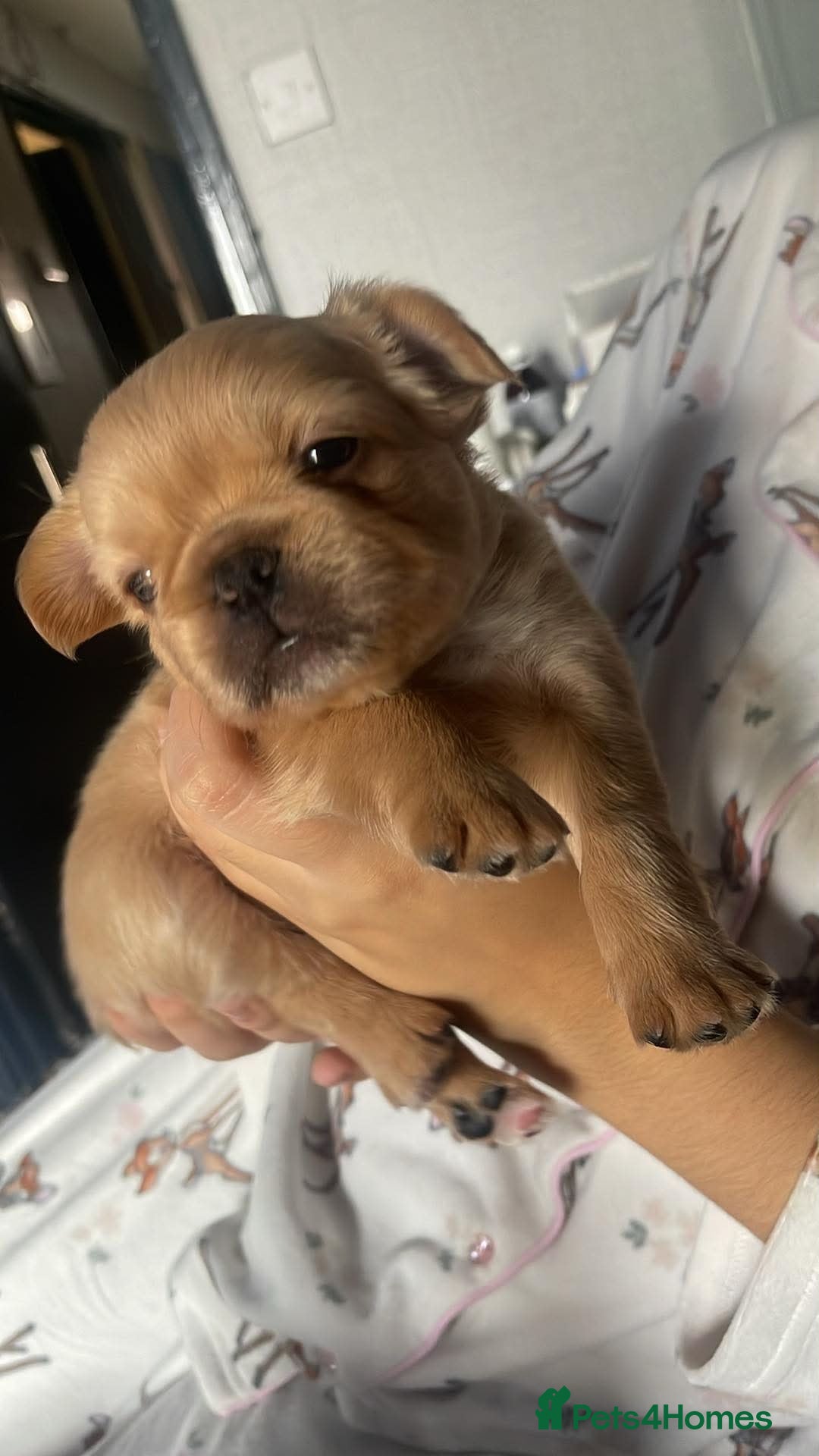 French Bulldog dogs KC REG AND FULL PEDIGREE FRENCH BULLDOGS - Advert 2