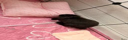 Mini Lop rabbits for sale: Mini lop in Canvey Island - Advert 3