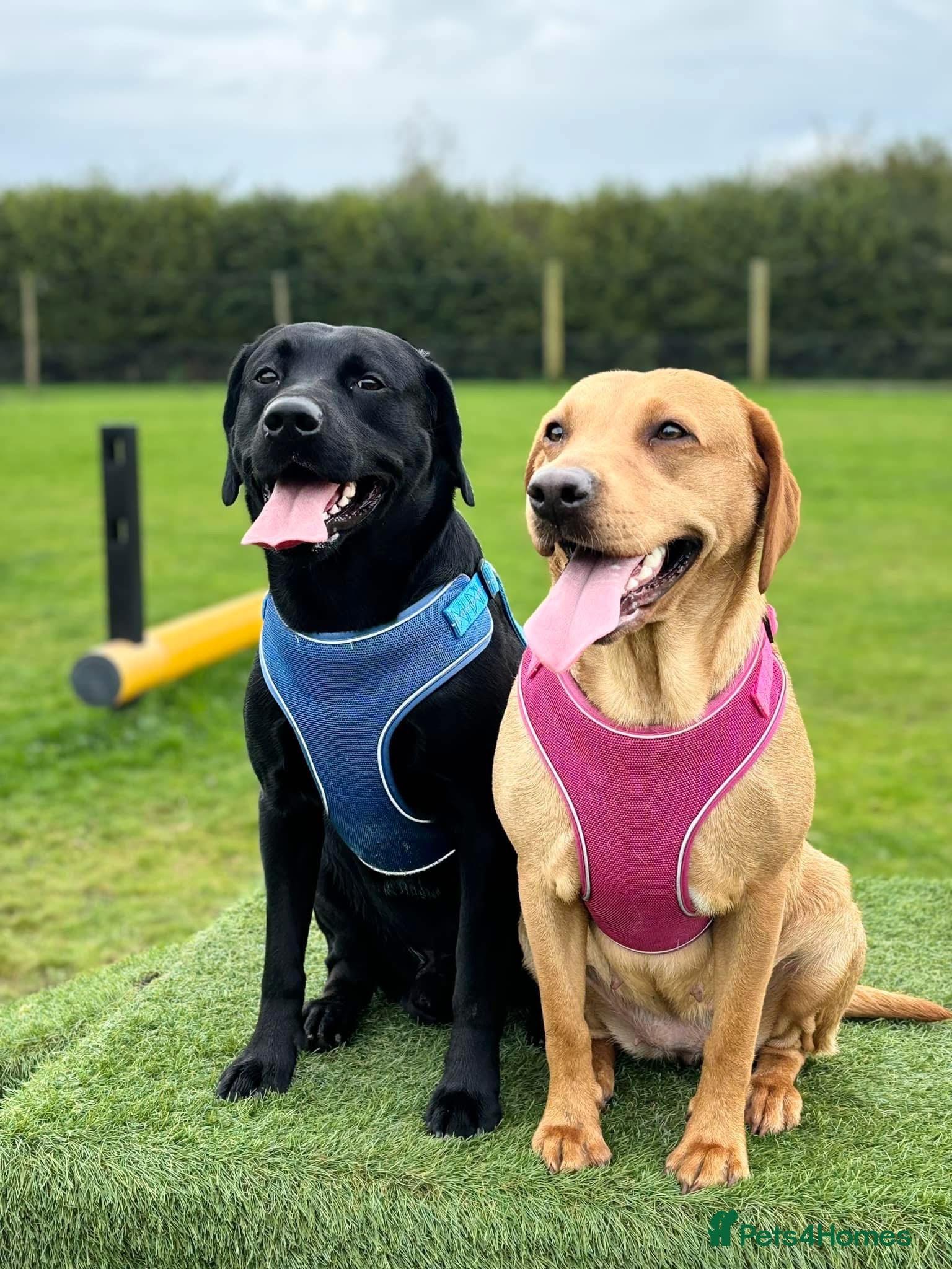 Labrador Retriever dogs Labrador  - Advert 5