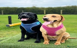 Labrador Retriever dogs for sale: Labrador  - Image 1