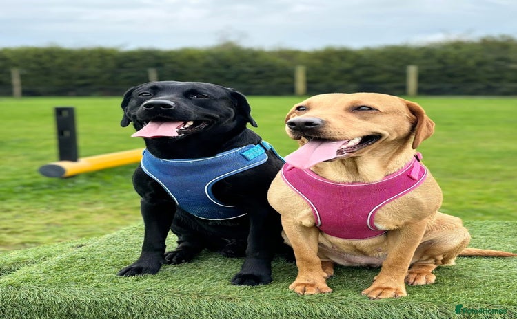 Labrador Retriever dogs - Advert 1