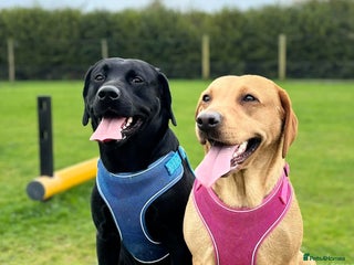 Labrador Retriever dogs - Advert 1