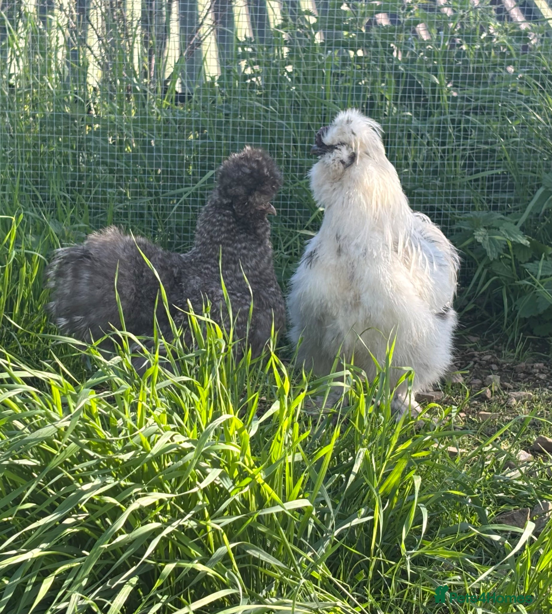Chickens poultry Silkie Hatching Eggs – Paint & Cuckoo-Type  - Advert 1