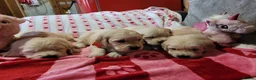 Golden Retriever dogs for sale: Golden retriever puppies  - Advert 20