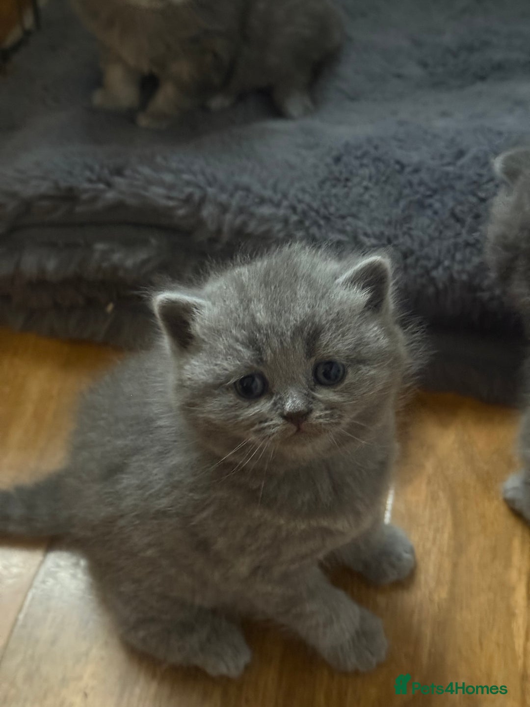 Scottish Fold cats for sale: Scottish fold kittens  - Advert 22