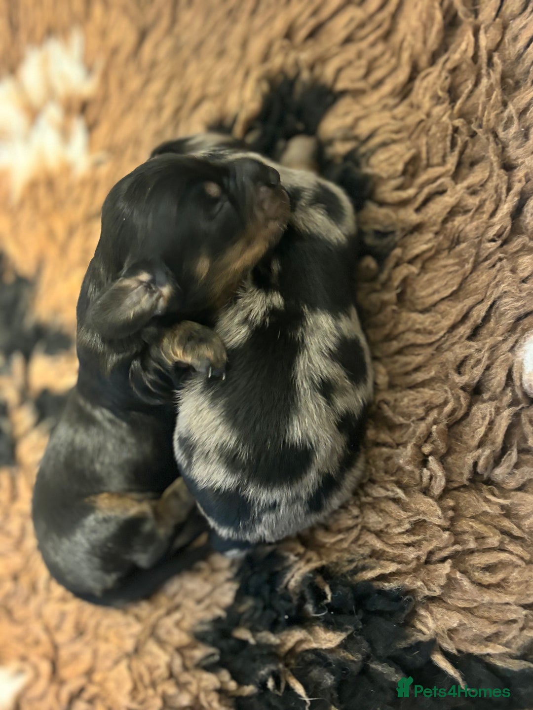 Miniature Dachshund dogs for sale: KC Long Hair 'Mini-Mini' Dachshund Puppies - Advert 16