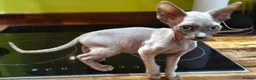 Sphynx cats for sale: *LAST ONE* Gorgeous Sphynx Girl - 12 Weeks Old - Advert 7