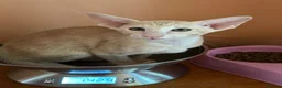 Oriental cats for sale: Stunning GCCF Oriental Caramel Tortie Female - Advert 6