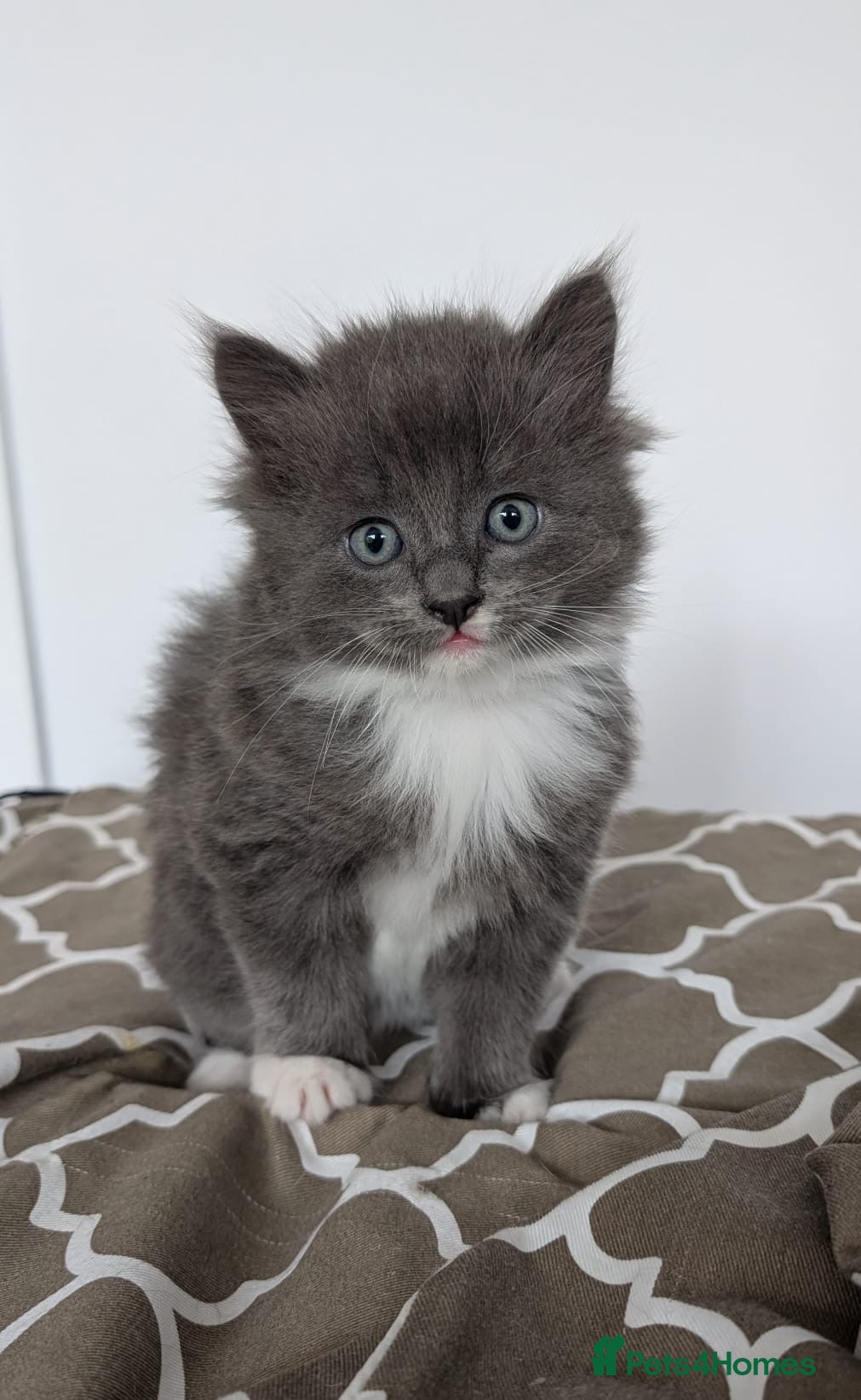 Mixed Breed cats for sale: Gorgeous kittens - Advert 1