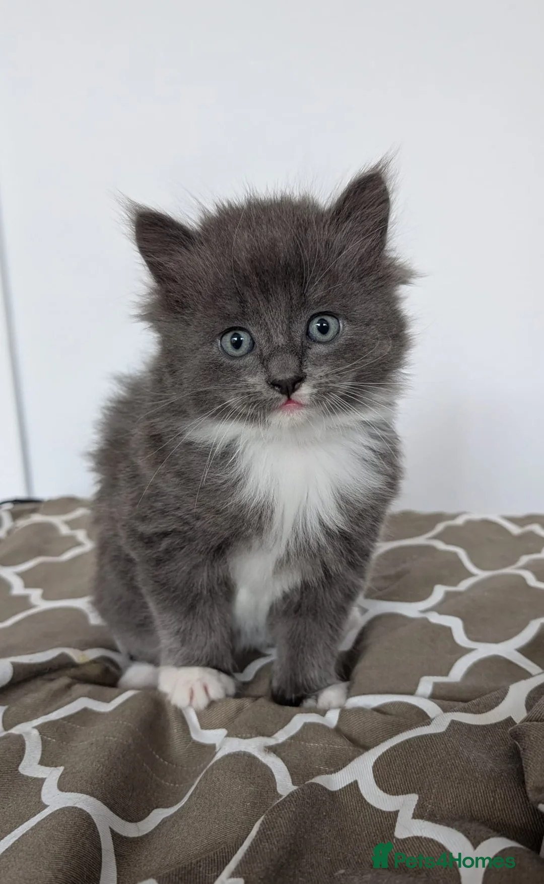 Mixed Breed cats for sale: Gorgeous kittens - Advert 1