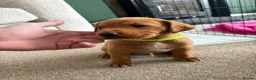 Labrador Retriever dogs for sale: Stunning Fox Red Working Labrador Retriever  in Bolton - Advert 15