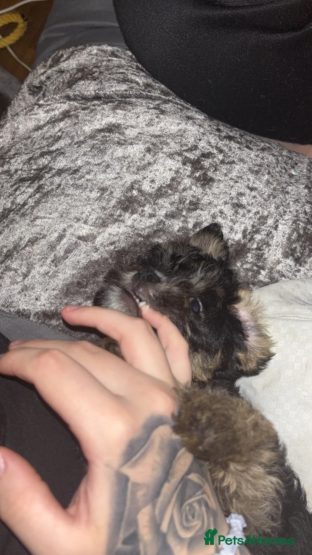 Mixed Breed dogs for sale: Puppy ready to go  - Advert 5