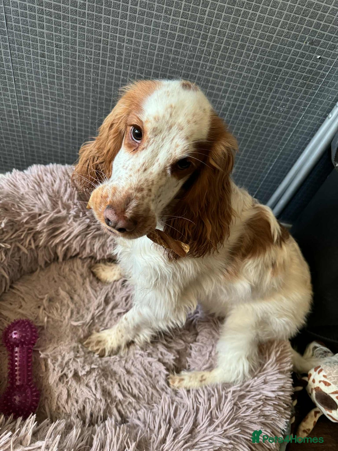 Cocker Spaniel dogs for sale: English show cocker spaniel  - Advert 2