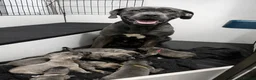 Cane Corso dogs for sale: 10 beautiful Cane Corso puppies - Advert 22
