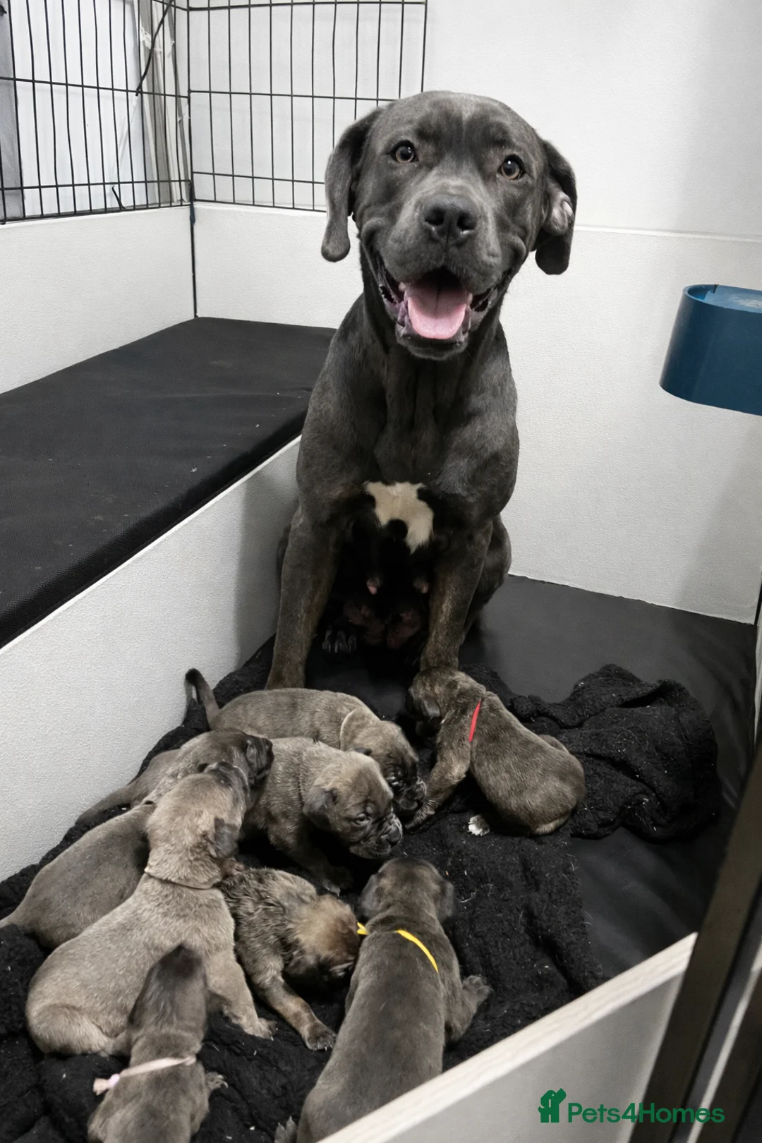 Cane Corso dogs for sale: 10 beautiful Cane Corso puppies - Advert 22