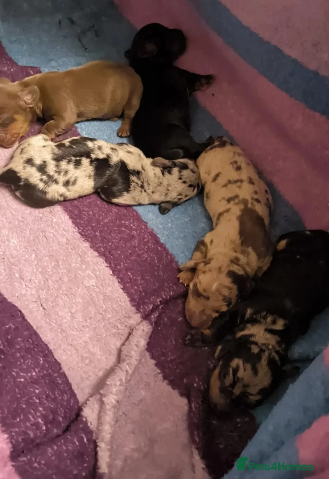 Dachshund dogs for stud: Kc Miniature smooth dacshund stud in Brierley Hill - Advert 14