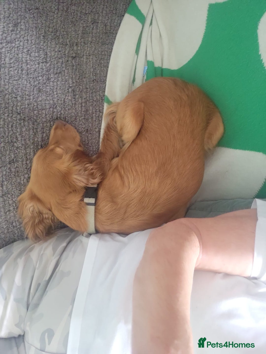 Cockapoo dogs for sale: Stunning litter of cockapoos, 2 males, 3 females - Advert 17