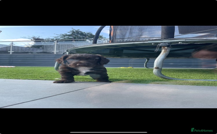 Cocker Spaniel dogs - Advert 12