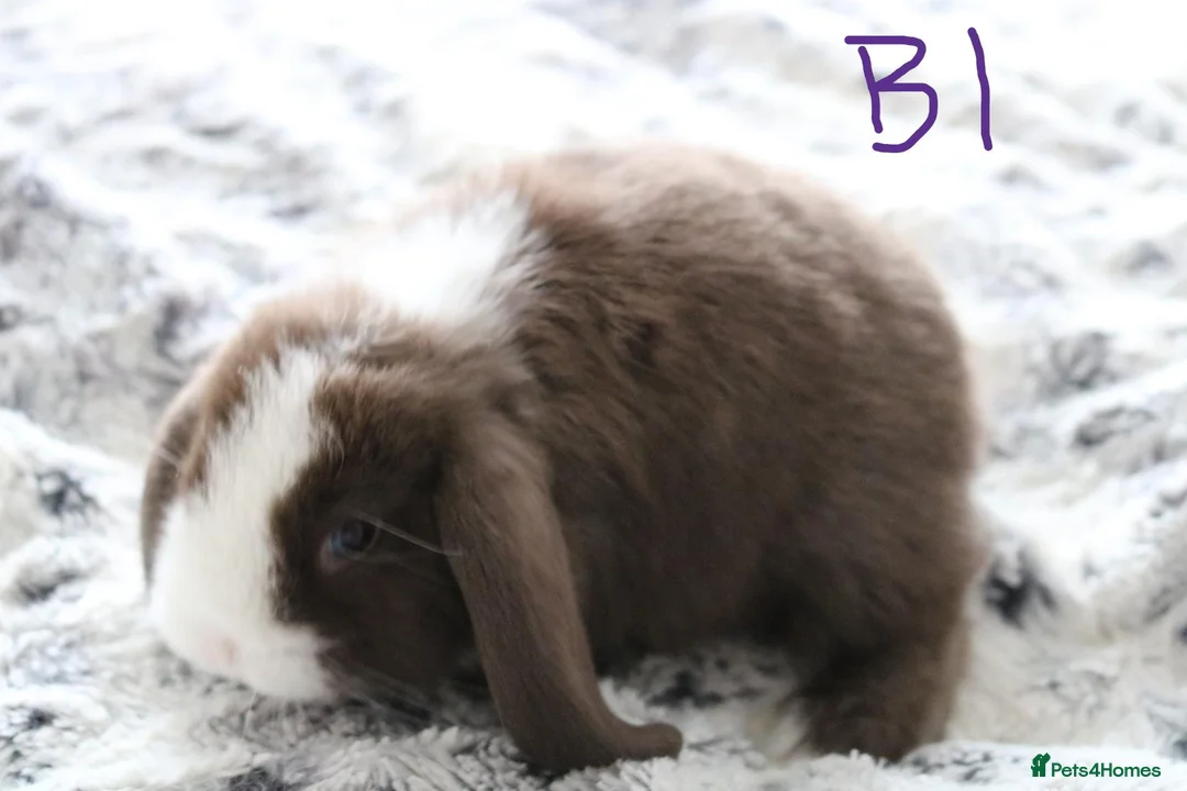 Mini Lop rabbits for sale: Stunning Mini Lop Babies - Advert 2