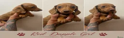 Dachshund dogs for sale: Beautiful miniature dachshunds ready to go - Advert 5