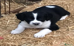 Sprollie dogs for sale: Sprollie pups - Image 1