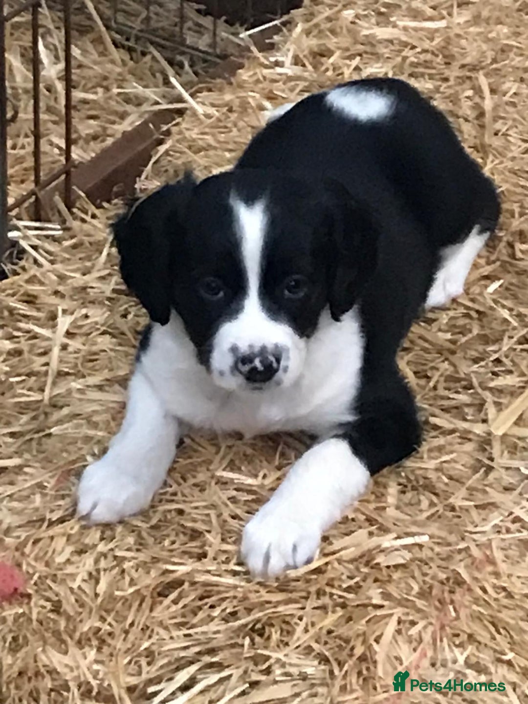 Sprollie dogs for sale: Sprollie pups - Image 1