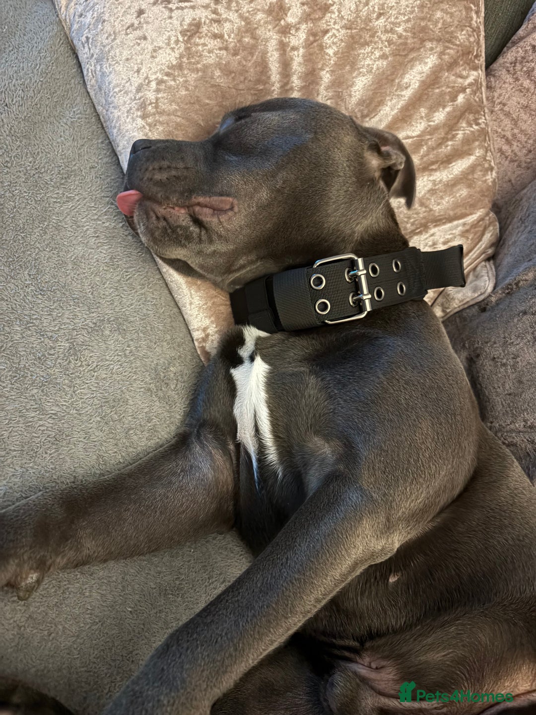 Staffordshire Bull Terrier dogs for sale: 9 month old koda  - Image 3