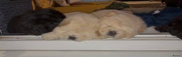 Chow Chow dogs for sale: Four Luxury Female ChowChows🐾 - Advert 27