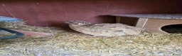 Quail poultry for sale: Coturnix Quail mixed colours, jumbo or celadon - Advert 4
