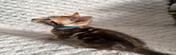 Bengal cats for sale: Bengal Tabby Mixed Breed Kittens - Advert 6