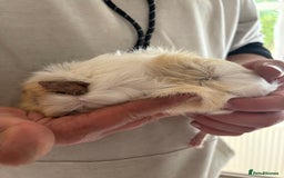 Guinea Pig rodents for sale: Male Guinea pigs for a good home  - Image 12