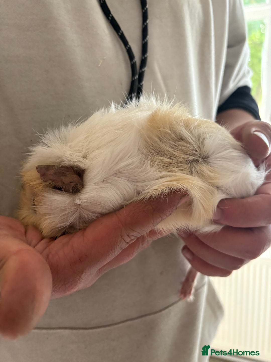 Guinea Pig rodents for sale: Male Guinea pigs for a good home  - Image 12