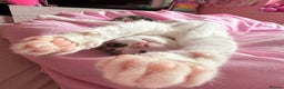 Domestic Shorthair cats for sale: 21 month old female cat  - Advert 5