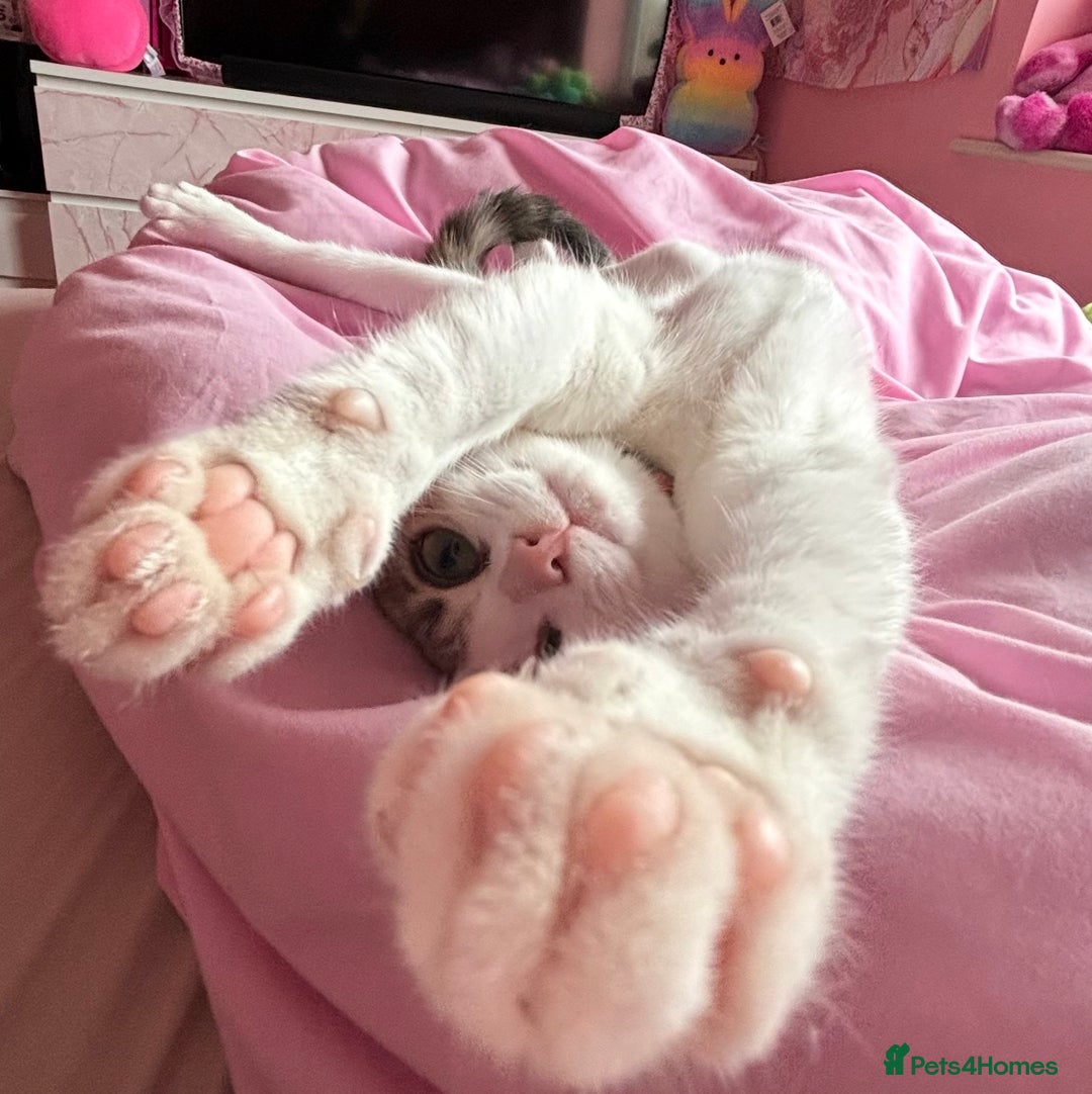 Domestic Shorthair cats for sale: 21 month old female cat  - Advert 5