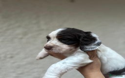 Cocker Spaniel dogs for sale: Kc Tri coloured cockers  - Image 2