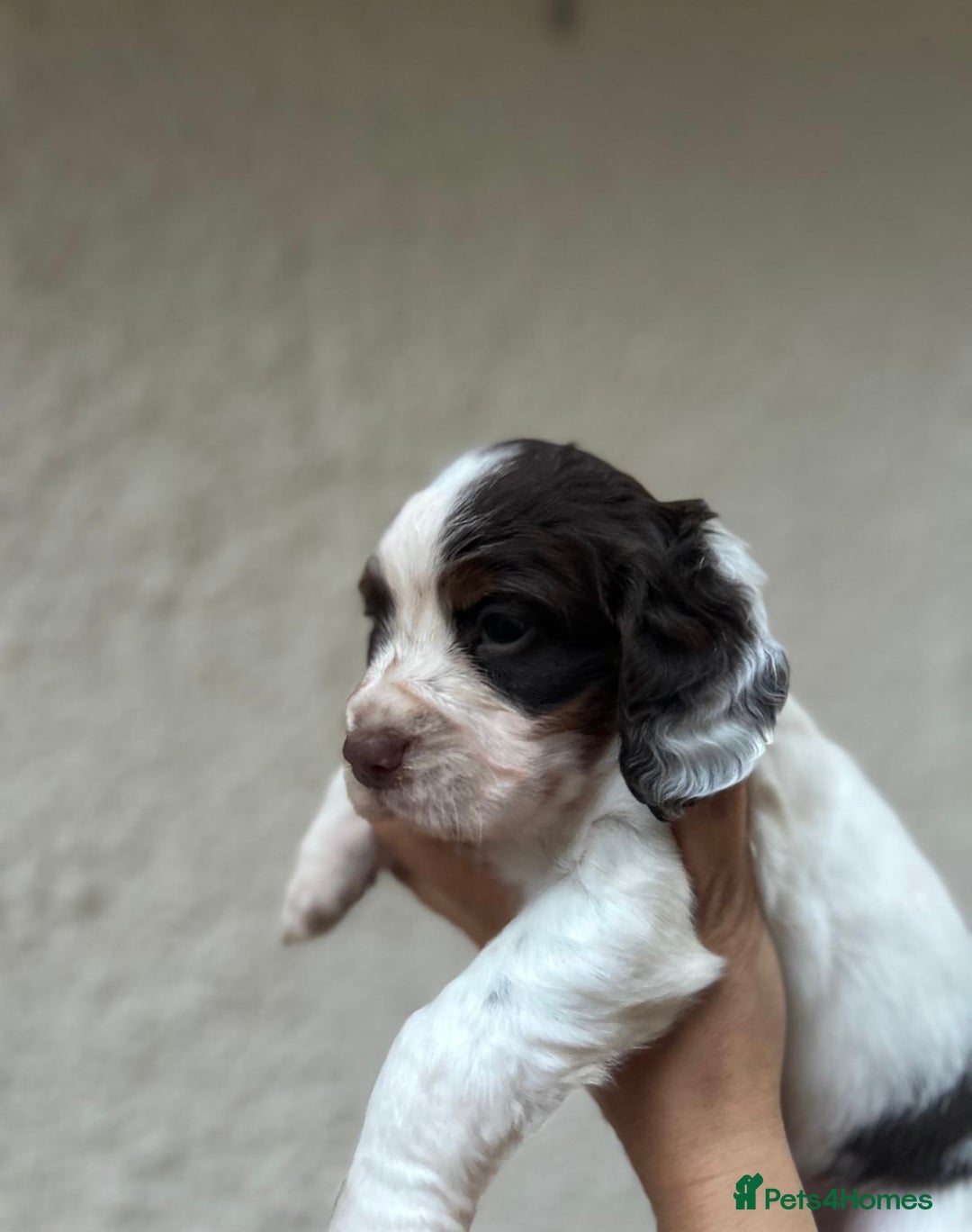 Cocker Spaniel dogs for sale: Kc Tri coloured cockers  - Image 2