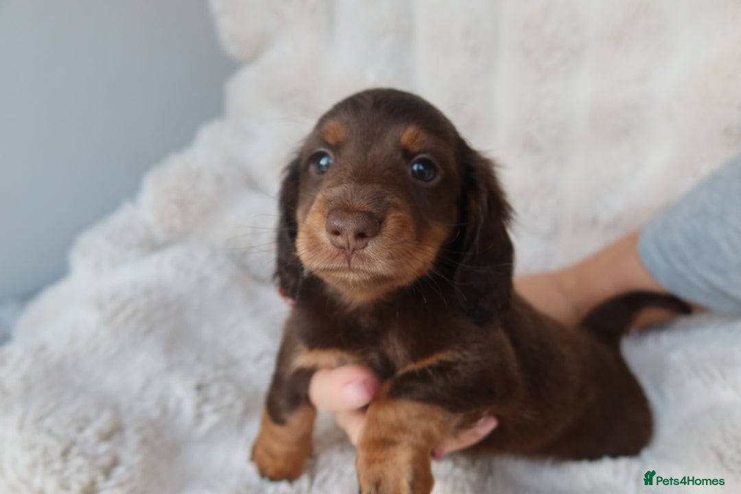 Miniature Dachshund dogs for sale: 4 male long hair miniature daschunds for sale - Advert 16