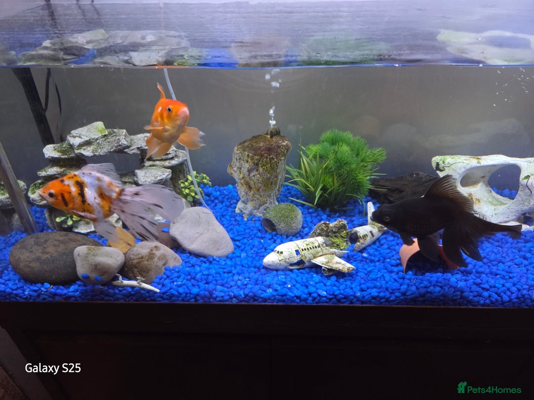 Mollies fish for sale: 3 x fish - Image 3
